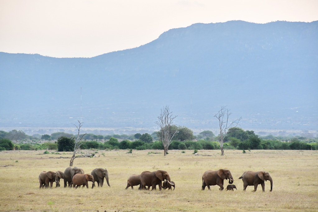Tsavo East National Park